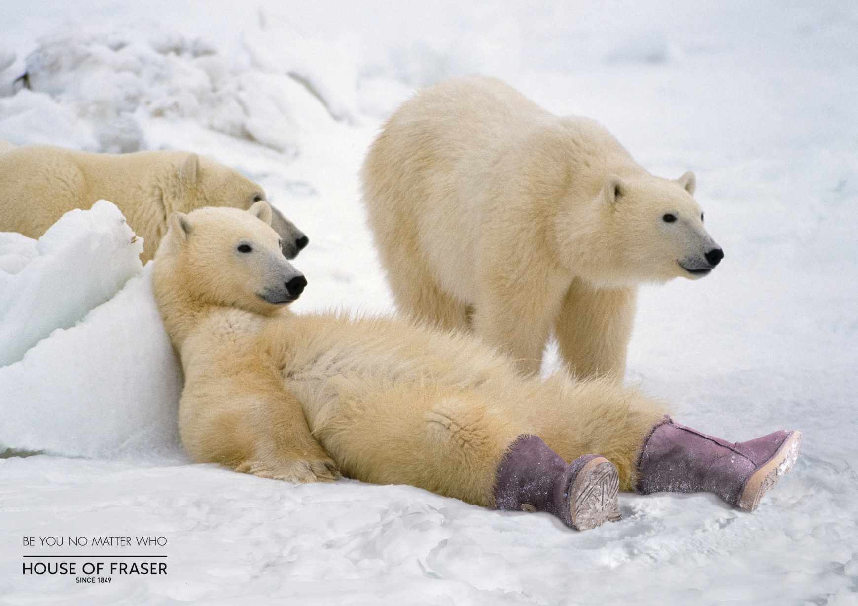 polar_bear_aotw